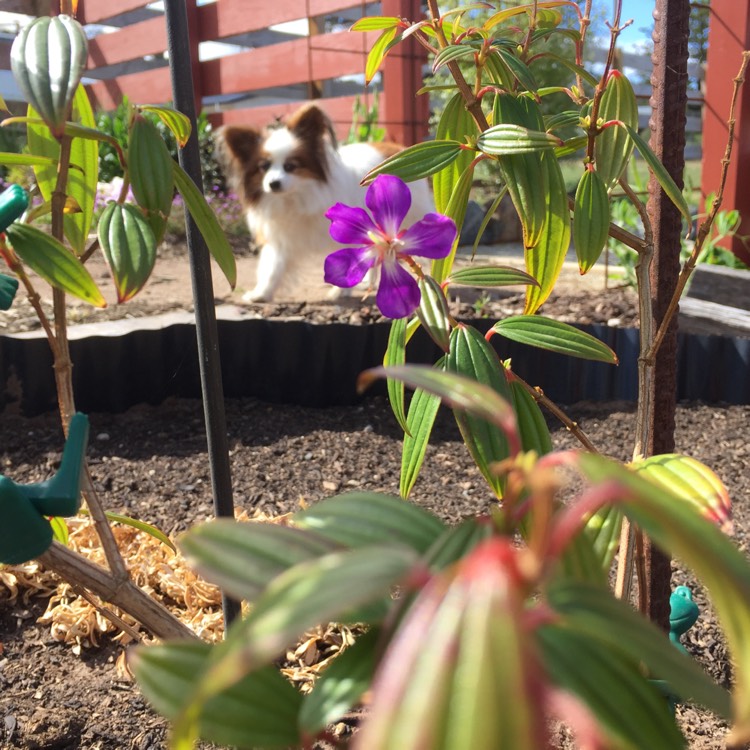 Plant image Tibouchina 'Jules'