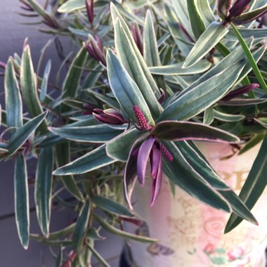 Shrubby Veronica  'Annie's Winter Wonder'