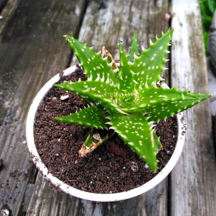 plant image 1088096