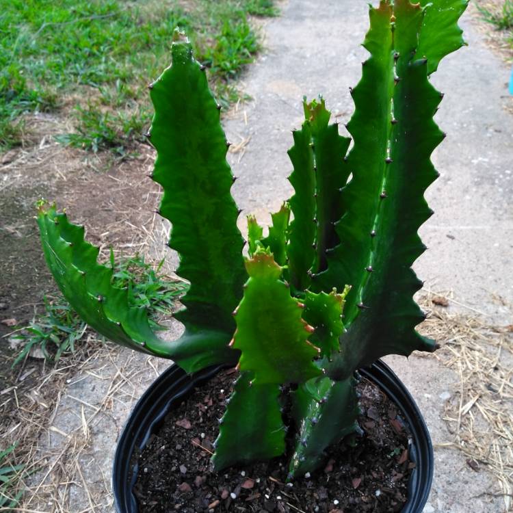 Plant image Euphorbia Lactea