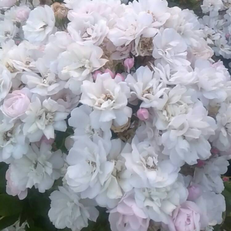 Plant image Rosa 'Harspiral' syn. Rosa 'The Lakeland Rose', Rosa 'Lakeland Rose'