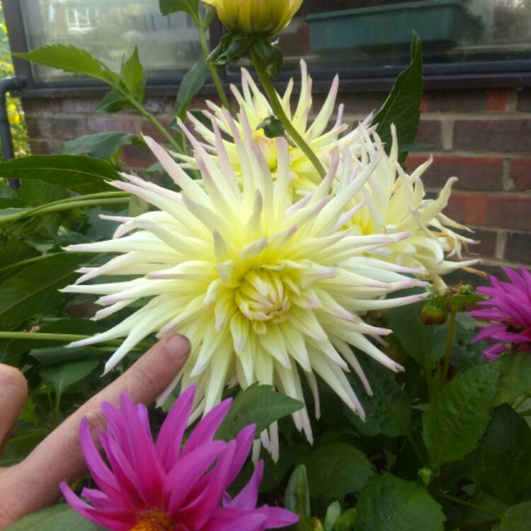 plant image 518469