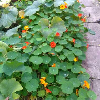Nasturtium 'Jewel Mix' (Mix)