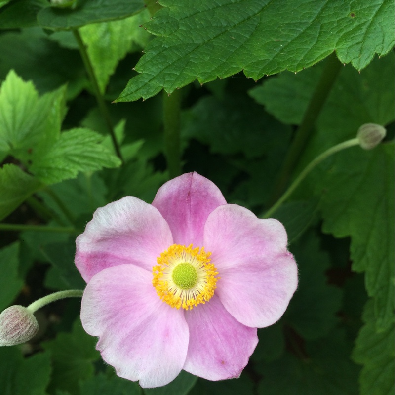 Plant image Anemone Hupehensis var. japonica 'Fantasy Cinderella'