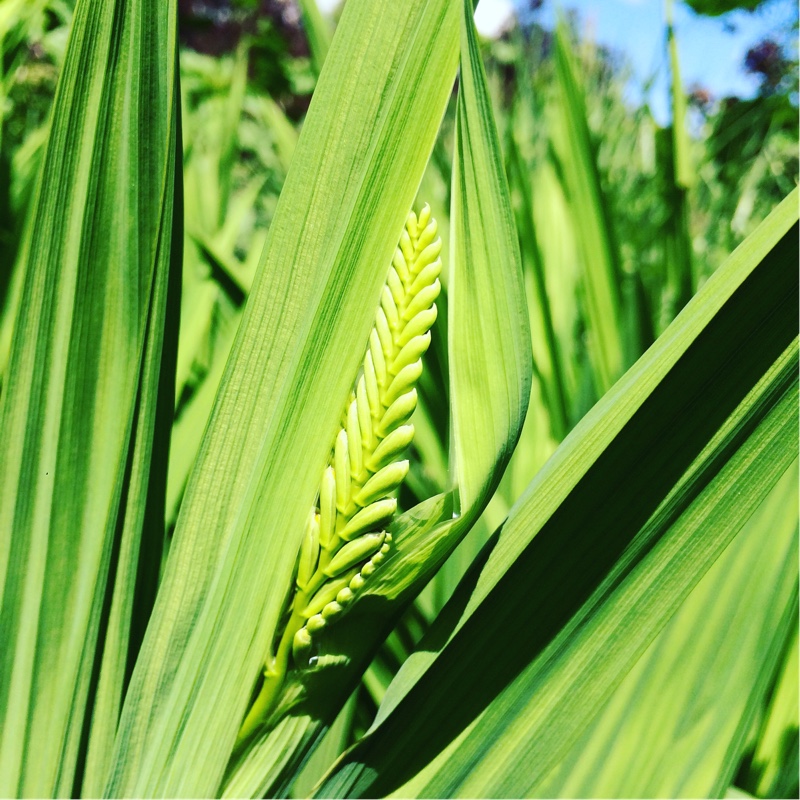 Plant image Crocosmia