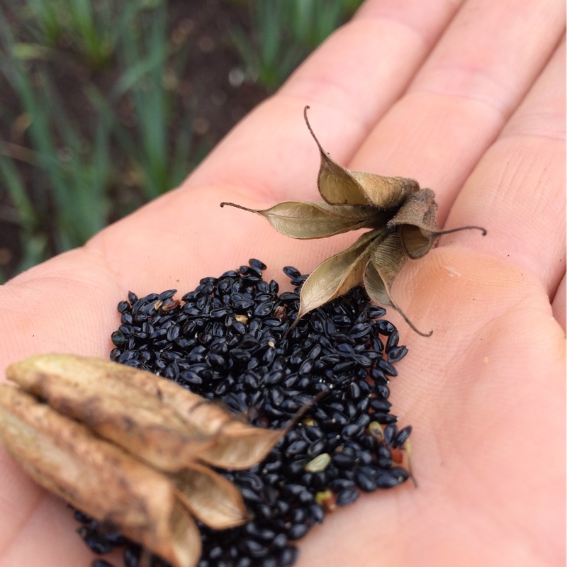 plant image 166328