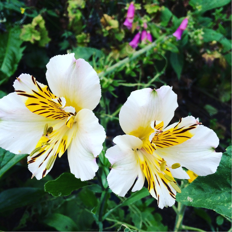 Plant image Alstroemeria