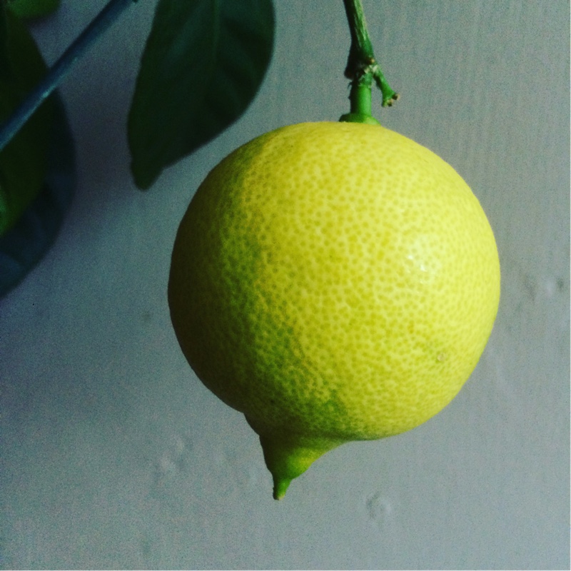 Citrus x meyeri
