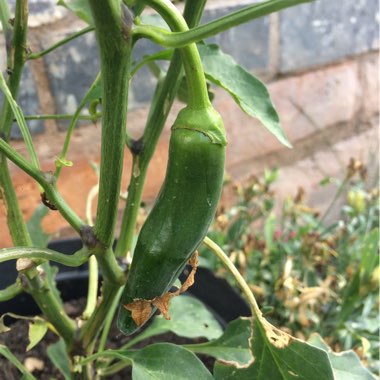 Chilli Pepper 'Joe's Long'