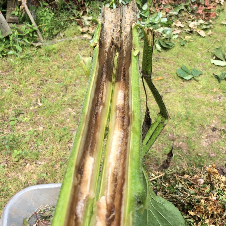 plant image 200028