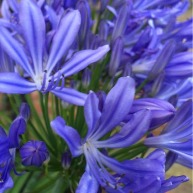 African Lily
