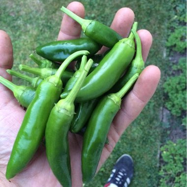 Sweet Pepper