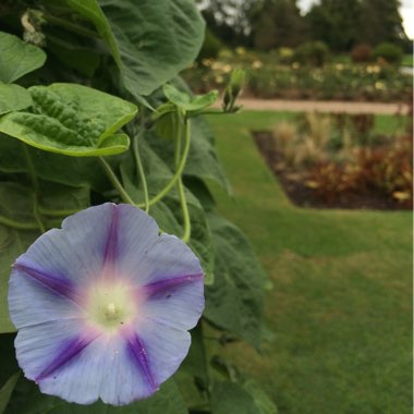 Blue Morning glory