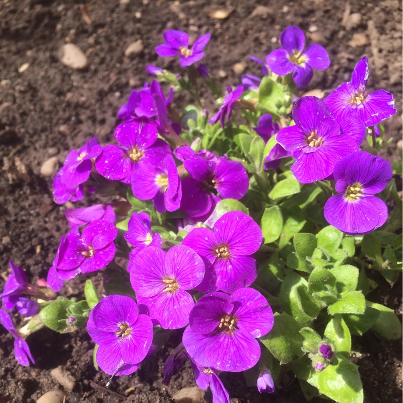 Plant image Aubrieta