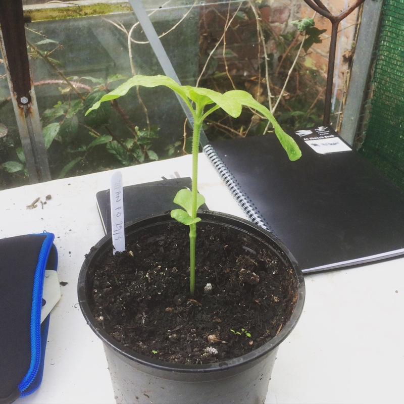 Helianthus annuus