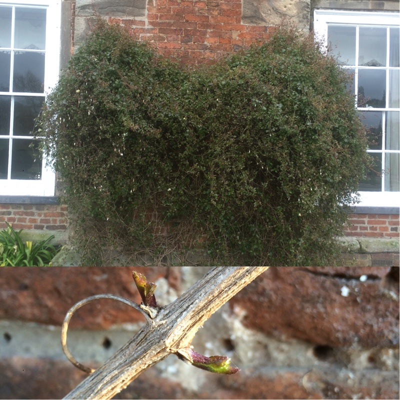 Plant image Clematis cirrhosa 'Wisley Cream'