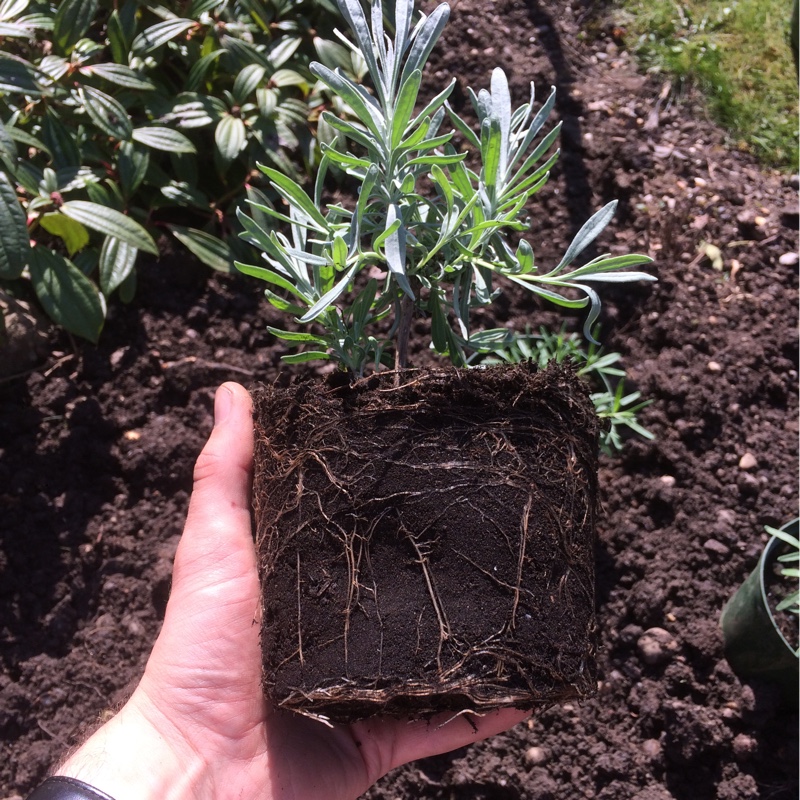 Lavandula