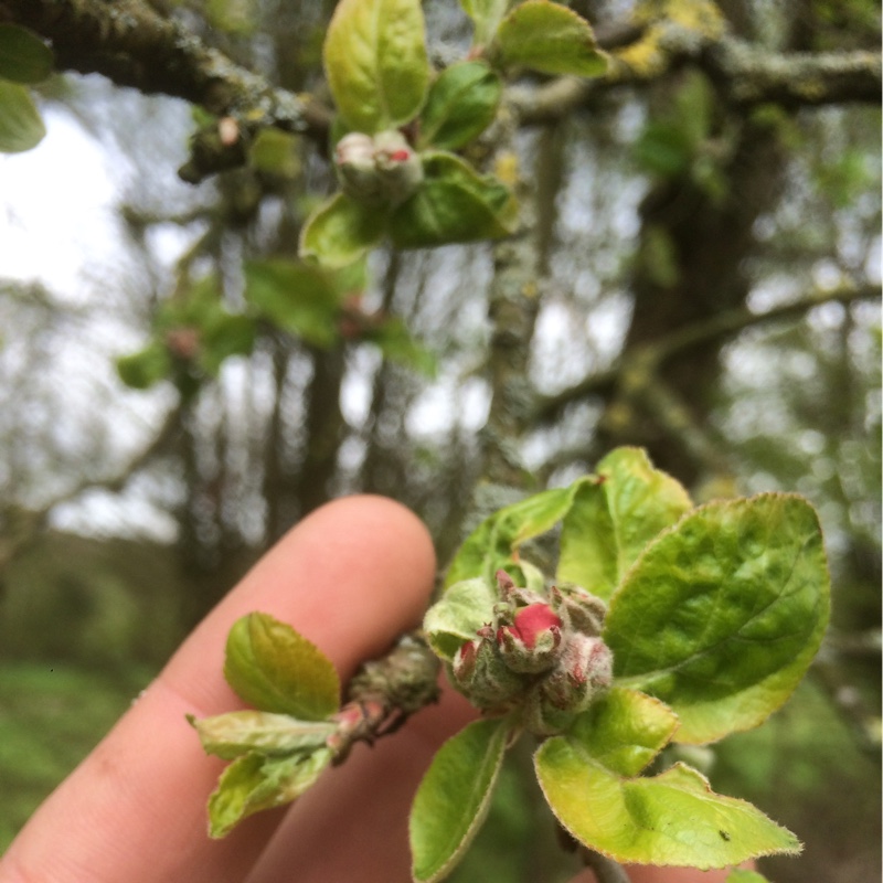Malus domestica