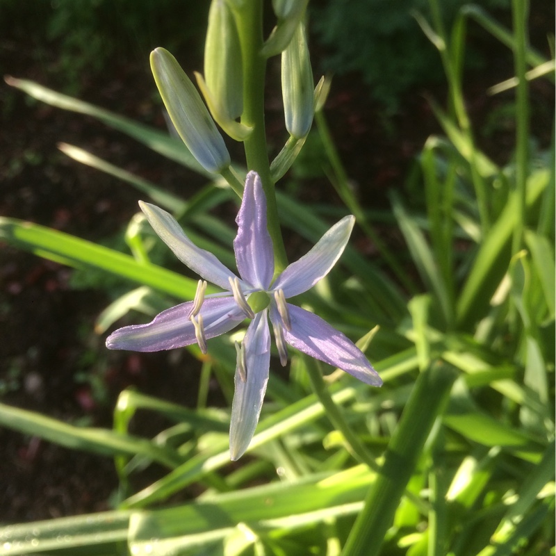 plant image 92157