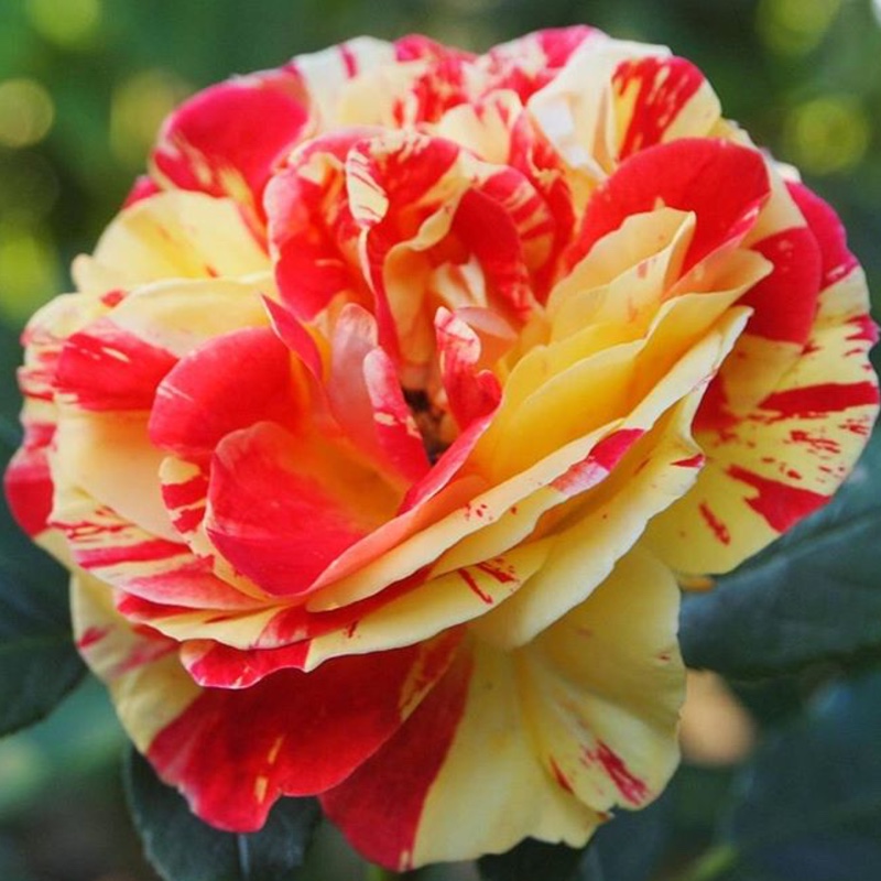 Plant image Rosa 'Guescolour' syn. Rosa 'Brush-Strokes', Rosa 'Brushstrokes', Rosa 'Brush Strokes'