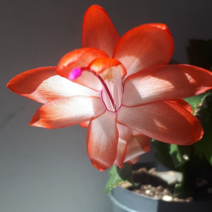 Plant image Schlumbergera truncata Rio Brazil