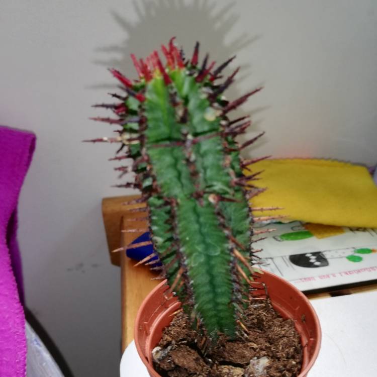 plant image 1064755