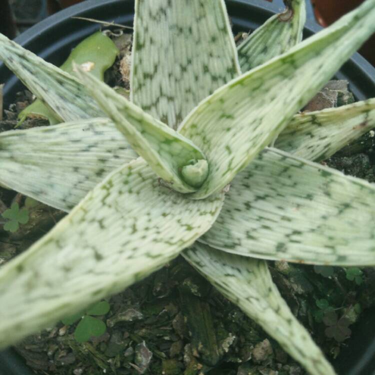 Plant image Aloe 'Quicksilver'