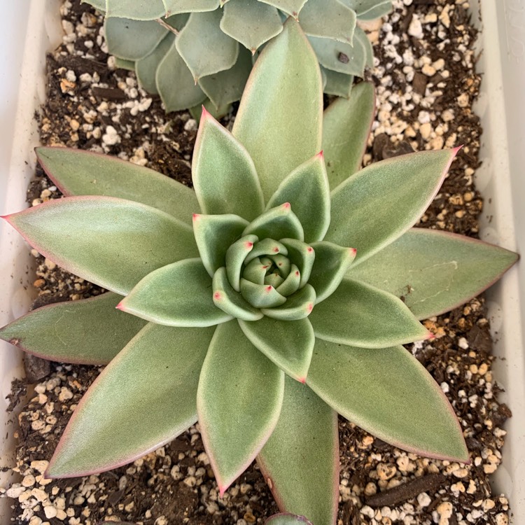 Plant image Echeveria Agavoides Miranda