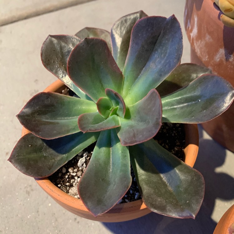 Plant image Echeveria Eliza
