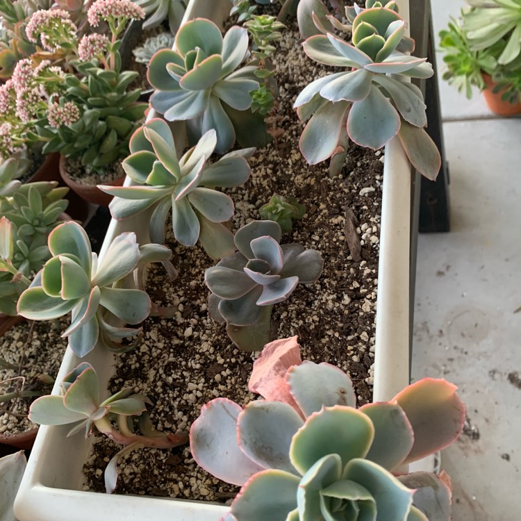 Plant image Echeveria Blue Sky
