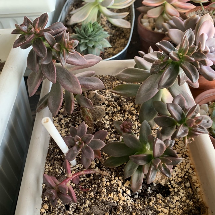 Plant image xSedeveria Sorrento