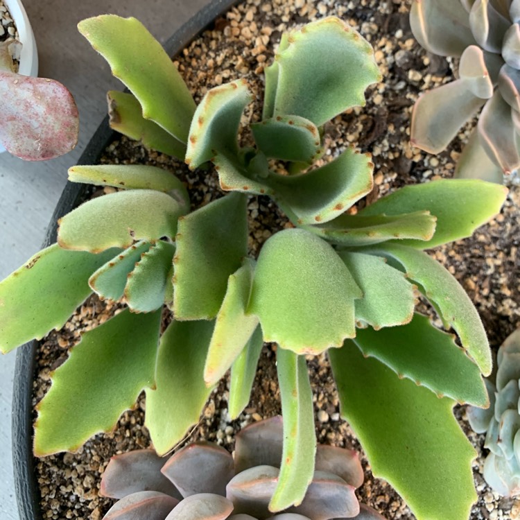 plant image 1218010