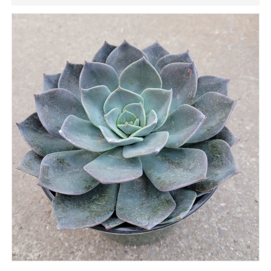 Plant image Echeveria Blue Prince