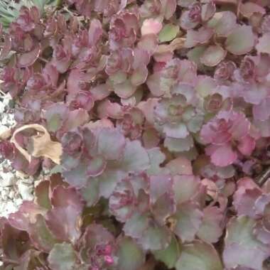 Sedum Spurium Schorbusers Blut