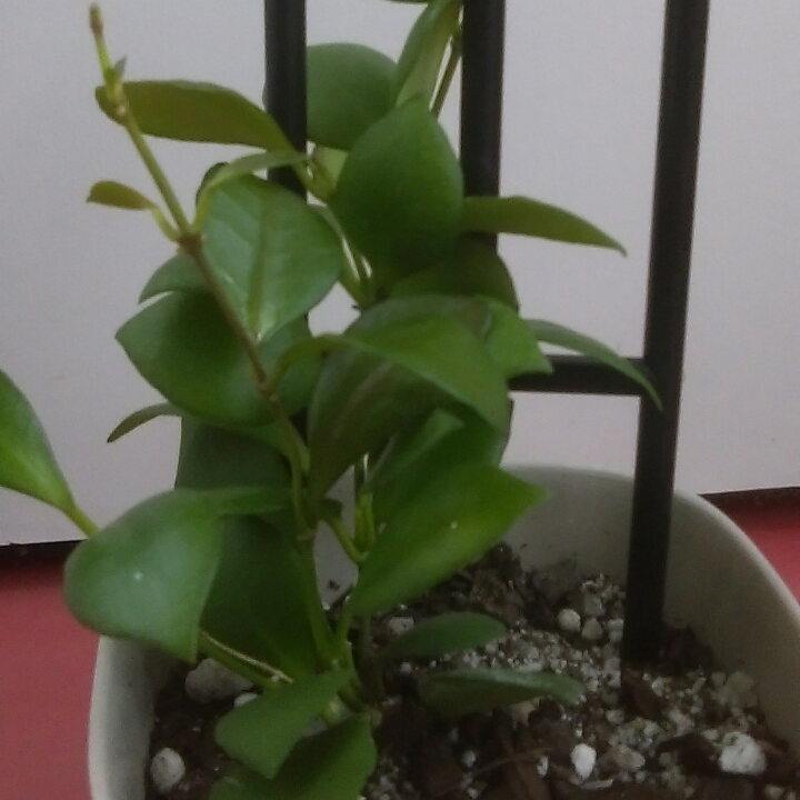 Plant image Hoya heuschkeliana