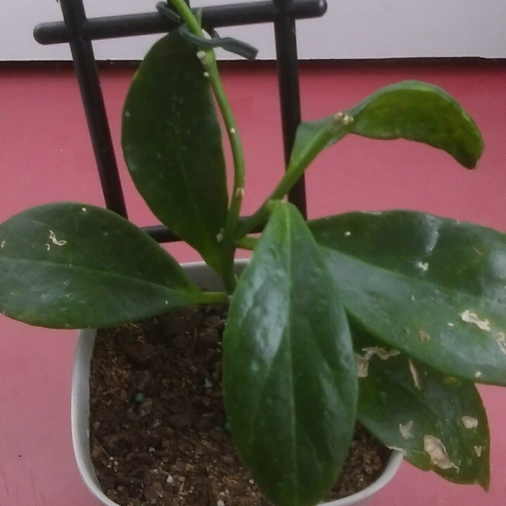 Plant image Hoya obscura
