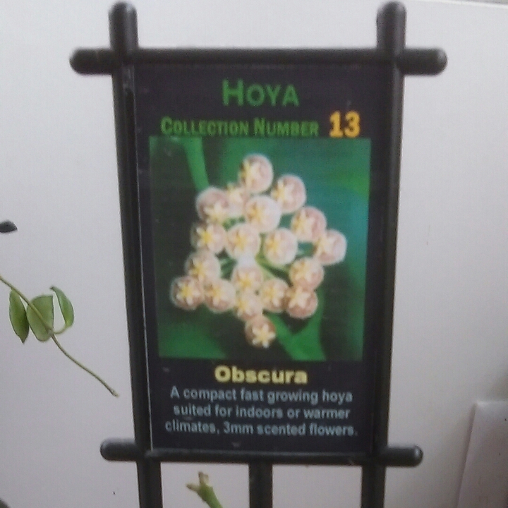 plant image 324921