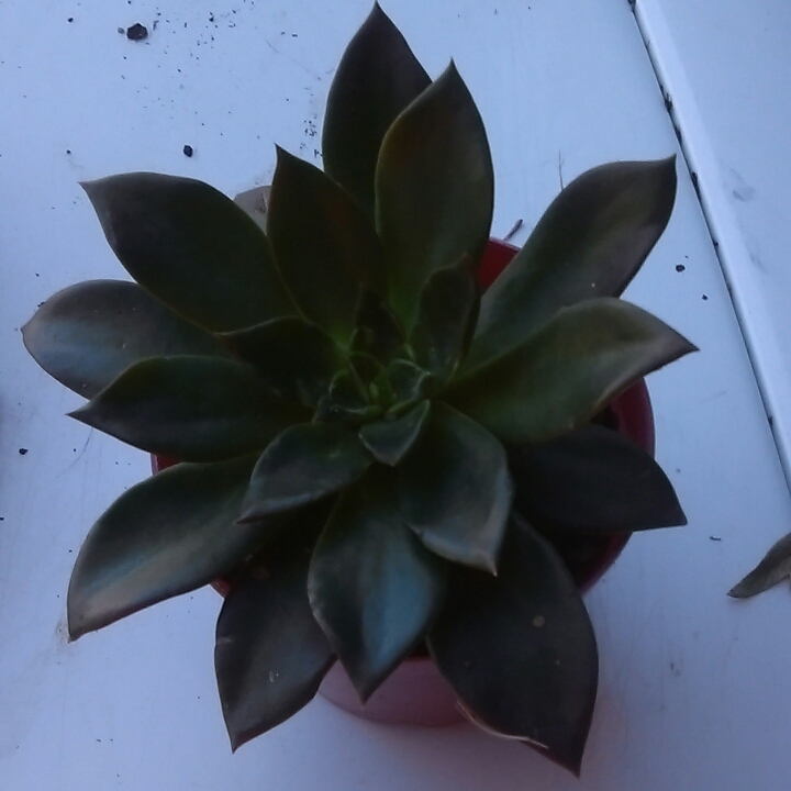Plant image Echeveria Racemosa fa. Ballad