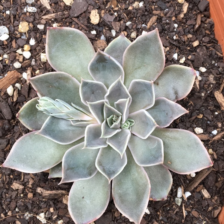 Plant image Echeveria Metal