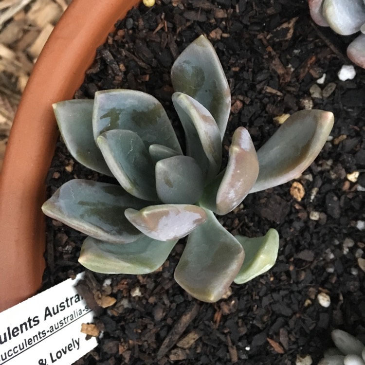 plant image 806472