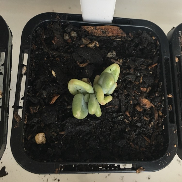 Plant image Pachyphytum werdermanii