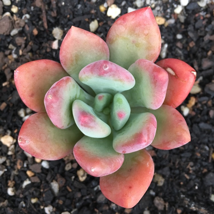 Plant image x Pachyveria Dr Cornelius