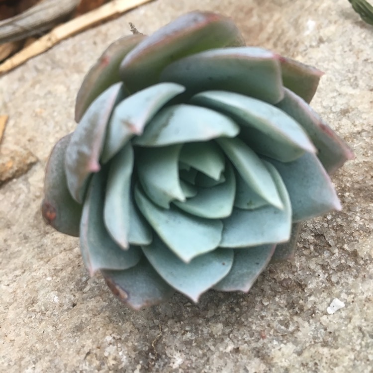 Plant image xSedeveria Blue Lotus