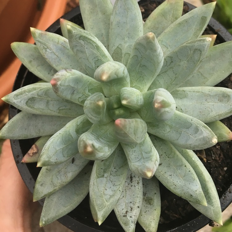 Plant image x Pachyveria glauca 'Little Jewel'