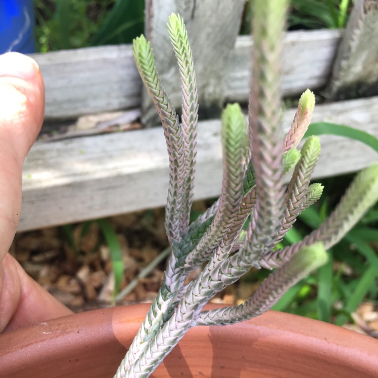 Plant image Crassula muscosa var. variegata