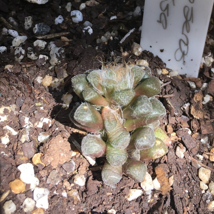 Plant image Anacampseros filamentosa