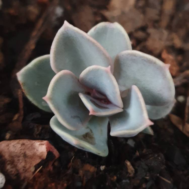 Plant image Echeveria Green Pearl