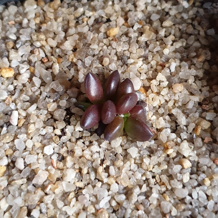 Plant image xSedeveria Jet Beads