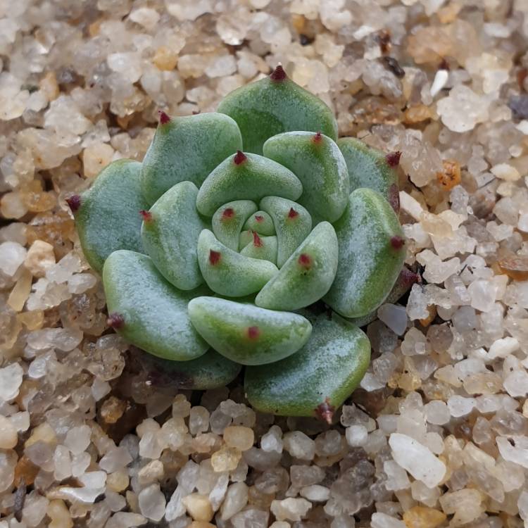 Plant image Echeveria Minima x Cuspidata var. Zaragozae