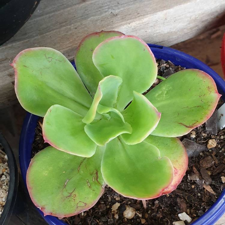 Plant image Echeveria Ecuador